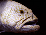 Coral Grouper Being Cleaned