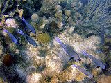 Creole Wrasse Swimming Along