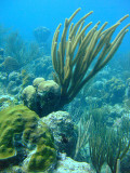 Hard and Soft Coral at Cathedral