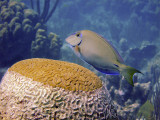 Ocean Surgeonfish  Brain Coral