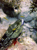 Stoplight Parrotfish at Cleaning Station