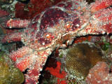 Crab in a Crevice 2
