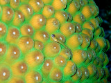 Small Fish on Hard Coral 1
