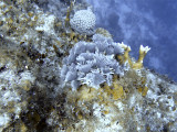 Feather Duster Worms and Fire Coral