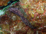 Hiding Spotted Moray