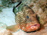 Coral Grouper Being Cleaned 4