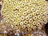Hard Coral Cluster