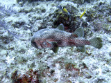 Porcupine Fish and Wrasse