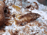 Small Coral Grouper Resting