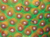 Small Fish on Hard Coral 4