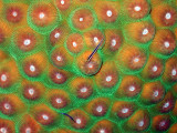 Small Fish on Hard Coral 5