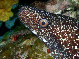 Spotted Moray Up Close 2