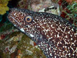 Spotted Moray Up Close 3