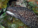 Spotted Moray Up Close 5