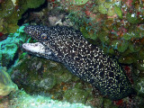 Spotted Moray Up Close 6