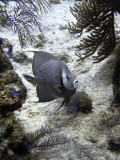 Gray Angelfish and Blue Chromis