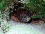 Spotted Moray Being Cleaned by a Cleaner Shrimp 5