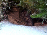 Spotted Moray Being Cleaned by a Cleaner Shrimp 6