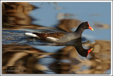 Moorhen Viera Wetlands 01-05-09_080.jpg