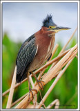 Viera Wetlands D3C_7002.jpg