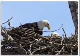 Eagle-Nest_D2X_4365.jpg