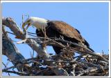 Eagle-Nest_D2X_4376.jpg