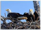 Eagle-Nest_D2X_4382.jpg