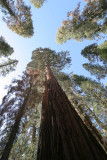 The Mariposa Grove