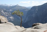 A lonely little pine at the edge.