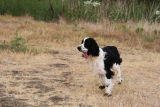 Walter sees a butterfly!