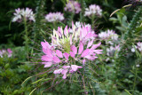 Cleome Blossoms - Community Garden