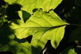 Hydrangea Foliage