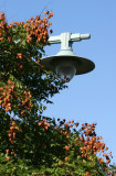 Golden Rain Tree Seed Pods