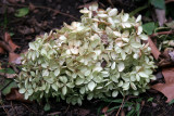 Hydrangea Blossoms