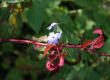 Rose Bush Foliage and Unknown Flower 