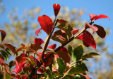 Burning Bush Foliage