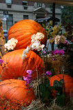 Pumpkins & Orchids - University Place Floral Shop Window
