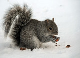 Squirrel with a Nut in Snow
