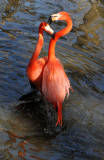 Flamingo - Wildlife State Park