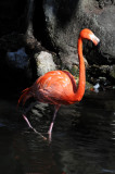 Flamingo - Wildlife State Park