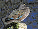 Wood Duck - Wildlife State Park