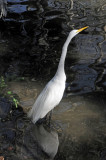 Great Egret or Casmerodius albus - Wildlife State Park