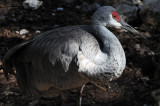 Sandhill Crane - Wildlife State Park