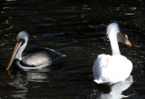 Pelican - Wildlife State Park