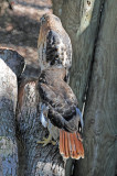 Hawk - Wildlife State Park