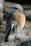 Hawk - Wildlife State Park