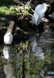 Egret & Ibis - Wildlife State Park
