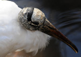 Wood Stork - Wildlife State Park