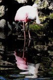 Spoonbill - Wildlife State Park