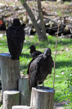 Black Vultures - Wildlife State Park